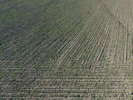 campo di giovane Grano foto