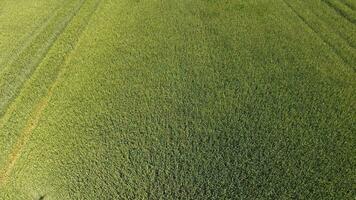 verde Grano nel il campo, superiore Visualizza con un' drone. struttura di Grano verde sfondo. foto