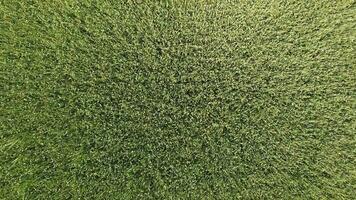 verde Grano nel il campo, superiore Visualizza con un' drone. struttura di Grano verde sfondo. foto