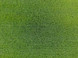 il Grano campo è verde. giovane Grano su il campo. Visualizza a partire dal sopra. strutturale sfondo di verde Grano. verde erba. foto