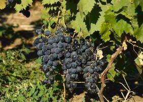 il uva giardini. coltivazione di vino uva a il mare di azov foto