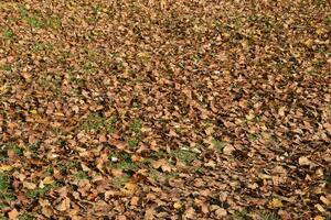 strutturale sfondo a partire dal caduto le foglie di un' pioppo. un autunno tappeto a partire dal fogliame. il trasformato giallo autunno asciutto le foglie di un' pioppo. foto