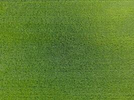 il Grano campo è verde. giovane Grano su il campo. Visualizza a partire dal sopra. strutturale sfondo di verde Grano. verde erba. foto