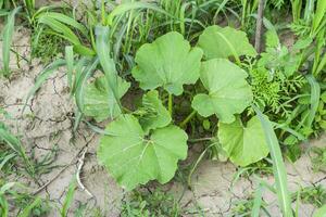 le foglie di un' zucca. il melone Ritaglia. foto