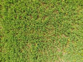 campo di giovane piselli. piselli su il campo è in crescita. legumi nel il campo foto