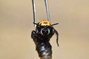 megascoli maculata. il mammut vespa. foto