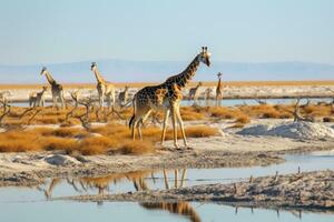 ai generato giraffa a un' pozza d'acqua nel il etosha nazionale parco, namibia, un' mandria di giraffe e zebre nel etosha nazionale parco, namibia, crea un' pittoresco scena, ai generato foto