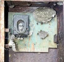 nido di vespe nel il vecchio elettrico centralino. vespa polist. foto