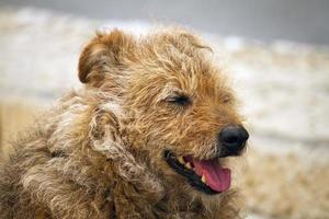 cane di strada abbandonato foto