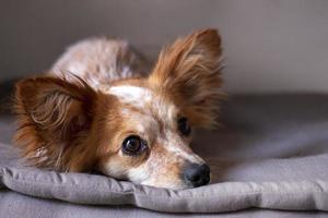 piccolo cane carino sul letto foto