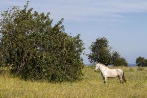 cavallo bianco sui campi foto