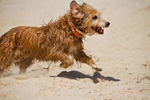 cane domestico bagnato che corre foto