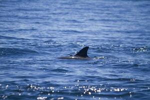 pinna di delfini selvatici sul mare foto