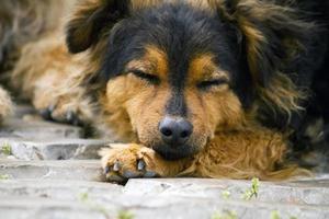 cane di strada abbandonato foto