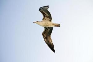 gabbiano in volo foto