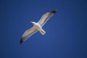 volo di gabbiano vicino alla riva foto