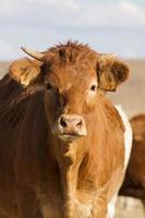 mucche marroni su terra arida foto
