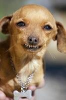 cane con un sorriso strano foto