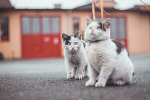 ritratto di un' bianca e nero gattino con un' campana salto e giocando con un' giocattolo. figli di gioia di giocando Giochi. famiglia animale domestico. entusiasta e interessato espressione foto