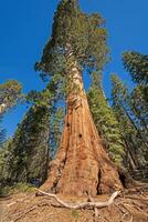 massiccio base per un' massiccio sequoia foto