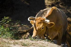 mucca marrone addomesticata foto