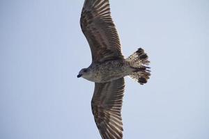 gabbiano in volo foto