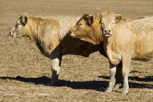 mucche marroni su terra arida foto