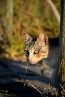 bella caccia al gatto domestico foto