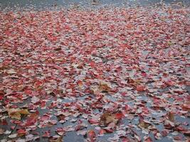 rosso le foglie caduta a partire dal un' acero albero nel il stagione di autunno come fogliame inizia per forma città colori nel noce torrente California foto