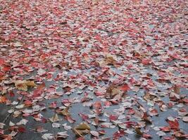 rosso le foglie caduta a partire dal un' acero albero nel il stagione di autunno come fogliame inizia per forma città colori nel noce torrente California foto
