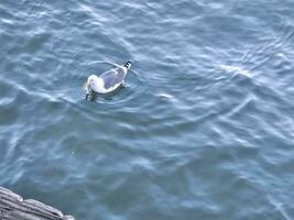 un' gabbiano fabbricazione onda increspature quando in movimento nel il baia acqua vicino d'oro cancello ponte san Francisco California foto