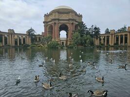 anatre nuoto nel il stagno nel davanti di il palazzo di bene arti nel san Francisco California foto