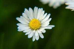 assoluto bellissimo margherita fiore fioritura nel il parco durante luce del sole di estate giorno foto