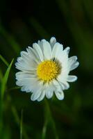 assoluto bellissimo margherita fiore fioritura nel il parco durante luce del sole di estate giorno foto