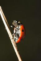 bellissimo insetto coccinella foto