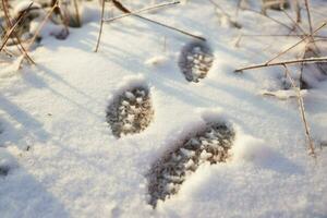 ai generato inverno natura brani - generativo ai foto