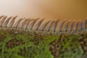 l'iguana è tornata a spillo foto