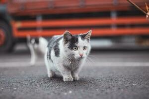 ritratto di un' bianca e nero gattino con un' campana salto e giocando con un' giocattolo. figli di gioia di giocando Giochi. famiglia animale domestico foto