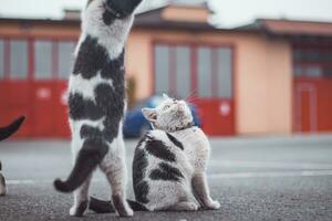 ritratto di un' bianca e nero gattino con un' campana salto e giocando con un' giocattolo. figli di gioia di giocando Giochi. famiglia animale domestico. entusiasta e interessato espressione foto