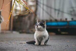 ritratto di un' bianca e nero gattino con un' campana esplorando suo dintorni. carino animale domestico con un' giovanile, imprudente espressione. infantile curiosità foto