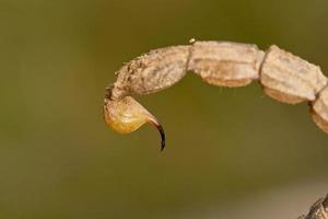 coda di puntura di scorpione buthus foto