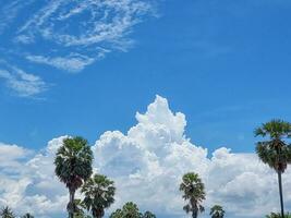 bellezza verde palma albero alto livello su blu cielo e bianca nube sfondo. acuto le foglie pianta tropicale frutta albero nel Tailandia foto