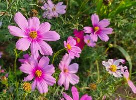 fresco bellissimo mescolare viola e rosa cosmo fiore giallo polline fioritura nel naturale botanica giardino parco foto