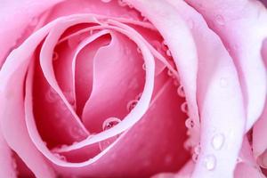 petali di rosa rosa per lo sfondo foto