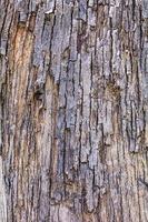 struttura della corteccia di albero. foto