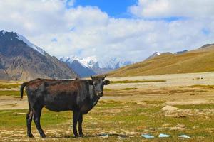 mucca nera vista laterale cina pakistan paesaggio di confine karakoram vista sulle montagne foto