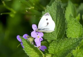 farfalla cavolo impollina un' viola fiore. foto