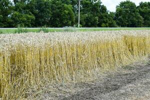 campo di grano foto