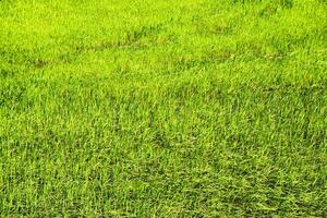 campo di riso nel il riso risaie foto