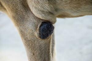 Mais su il gomito di un' cane. canino malattie, callo su arti di un' cane. foto